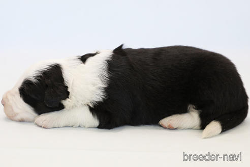 成約済の神奈川県のボーダーコリー-213145の5枚目